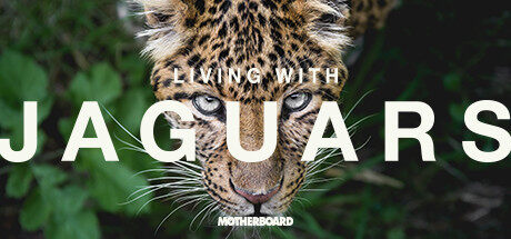 与美洲虎同住 Living with Jaguars